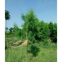 山東濱州興業(yè)鹽松檉柳柳苗木基地
