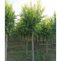 保定市博野縣7公分金葉榆價(jià)格