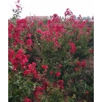 精選紫薇貨源，暢購(gòu)無(wú)憂，好貨價(jià)低