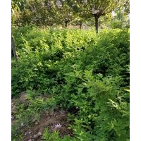 精選薔薇花貨源，暢購(gòu)無(wú)憂，好貨價(jià)低