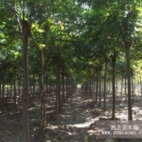 2公分北欒，3公分北欒，4公分北欒