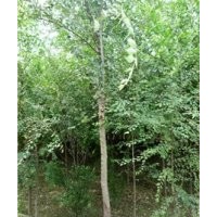 供應平頭榆樹，榆樹苗