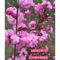 烏魯木齊紅葉榆葉梅/烏魯木齊重瓣榆葉梅