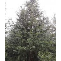 5米6米7米精品雪松