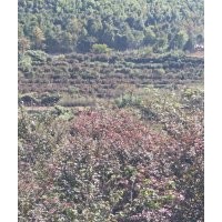 供應(yīng)精品羽毛楓雞爪槭紅楓海棠桂花紅梅無患子