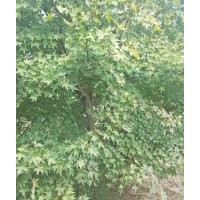 供應(yīng)精品羽毛楓紅楓雞爪槭紅梅海棠桂花櫻花無患子出售