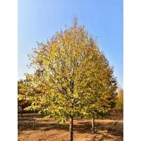 歐洲小葉椴（金桐力）10cm-14cm