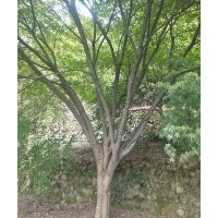 供應(yīng)精品羽毛楓櫻花雞爪槭紅楓海棠桂花紅梅