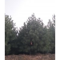 出售一米到八米白皮松