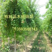 2公分3公分五角楓大量出售