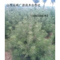 1米白皮松出售1米白皮松價格