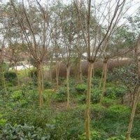 地徑3公分4公分5公分速生紫薇主產地價格