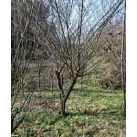 供應(yīng)羽毛楓櫻花海棠桂花紅楓雞爪槭紅梅桂花紅葉李