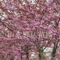 出售觀花喬木巨紫荊5、6、7公分