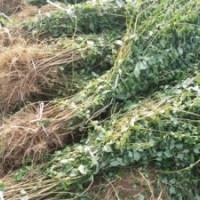 1-3年連翹苗 連翹苗基地sxyx.v312.com