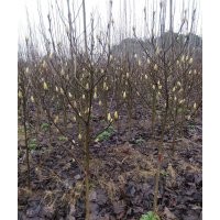 供應(yīng)精品紅楓海棠桂花紅梅櫻花紅葉石楠雞爪槭