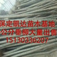 垂柳價(jià)格 旱柳價(jià)格 速生柳圖片榆樹