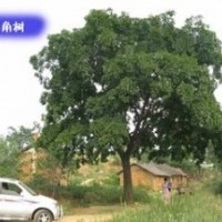 安徽提供15公分18公分25公分黃連木價(jià)格 大量供應(yīng)