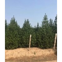 白皮松，油松，華山松