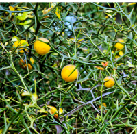 枸橘（枳殼）小苗便宜