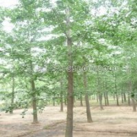 銀杏的價錢是由什么決定的