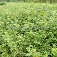 紅刺玫花苗產(chǎn)地直銷(xiāo)，0.35元一棵