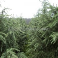 250-600公分雪松的報(bào)價(jià)