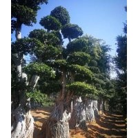 漳浦綠源花木造型小葉榕樁頭金錢榕樹樁三角梅上半年價(jià)格