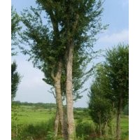 胸徑6公分10公分15公分價格皂角