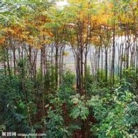 現(xiàn)在浙江10公分三角楓價(jià)格多少