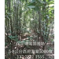 10公分西府海棠價(jià)格，15公分國槐報(bào)價(jià)，紅楓基地