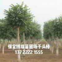 千頭椿價(jià)格，紅葉椿報(bào)價(jià)，金葉榆基地，河北龍爪槐
