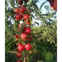 出售山楂樹，國槐，白皮松，油松等各種苗木