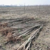 3公分楊樹小苗的市場(chǎng)行情及報(bào)價(jià)