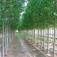 哪里是專業(yè)培育楊樹的基地