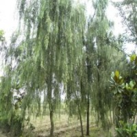 工程上應(yīng)該使用多大的柳樹