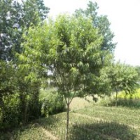 桃樹2018的市場(chǎng)價(jià)格