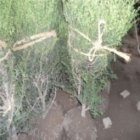 30公分高龜甲冬青苗的批發(fā)價(jià)格