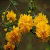 40公分棣棠的裝車價是0.8元_大量現貨