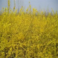 市場上熱銷的連翹是多大規(guī)格的