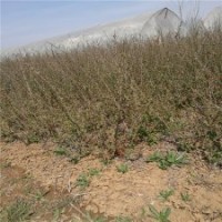 貼梗海棠花苗的最新報價