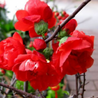 哪里有1.5米高的貼梗海棠賣？