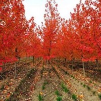 供應紅楓，美國紅楓，紅楓秋火焰，各種規(guī)格紅楓