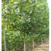 供應(yīng)法桐，精品法桐，2-80公分法桐