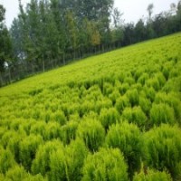 40公分灑金柏小苗的批發(fā)價(jià)格