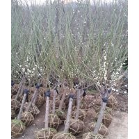 紅梅，綠梅，臘梅，垂梅