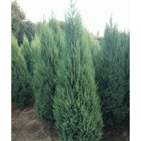 塔柏（刺柏、檜柏、圓柏）