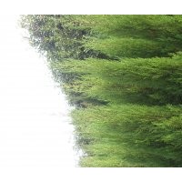 求購(gòu)低價(jià)、優(yōu)質(zhì)的圓柏_到江蘇基地