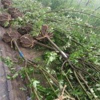 4公分西府海棠的裝車價(jià)格