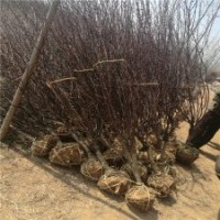 地徑8公分榆葉梅樹(shù)的報(bào)價(jià)是245元